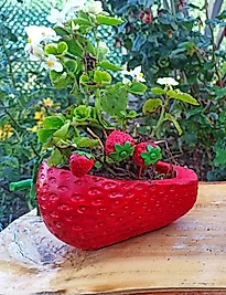 Çilek Saksı Sukulent Kaktüs Beton Saksı Dekor Saksı Orkide Saksısı Bahçe Saksısı Çiçek Saksısı