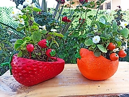 Çilek Ve Portakal Saksı Sukulent Saksısı Kaktüs Saksısı Beton Saksı Orkide Saksı Dekoratif Saksı